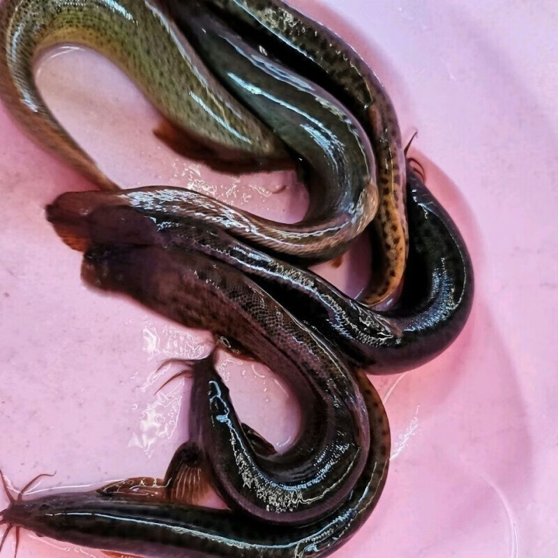 青封铭江苏野生大泥鳅2-8斤鱼活体食用泥鳅现杀小青鳅黄鳅段鲜活 宰杀