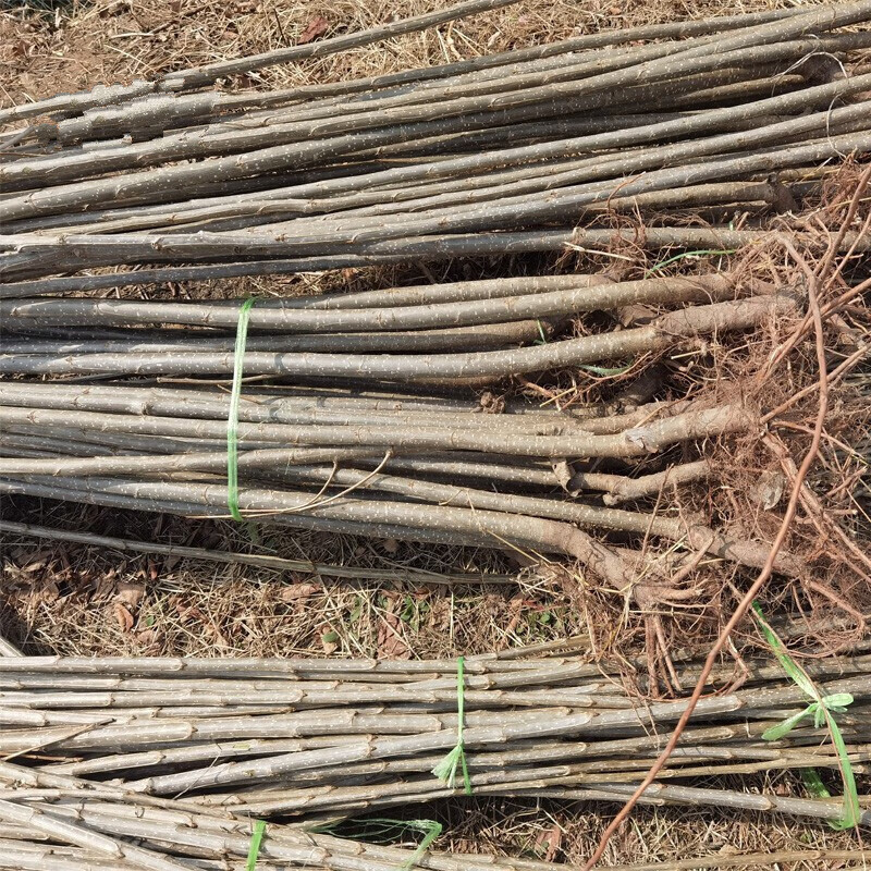沭之美白杨树苗植树造林河堤道路绿化占地植物杨树苗植树造林白杨树苗