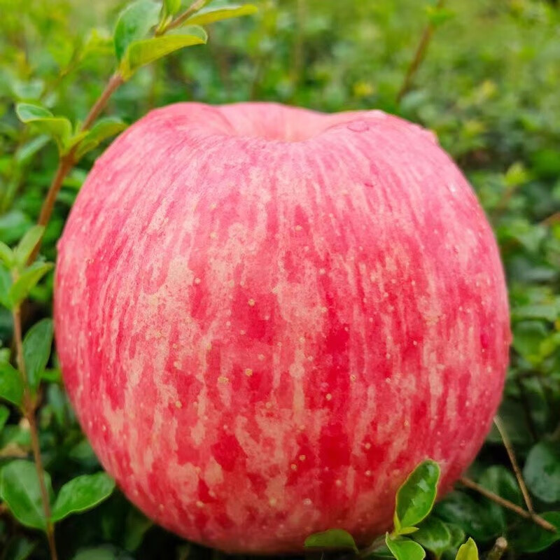 陕西洛川苹果红富士10斤冰糖心苹果水果新鲜时令 苹果生鲜整箱礼盒 75-80mm带箱10斤（净重8.5-9斤）