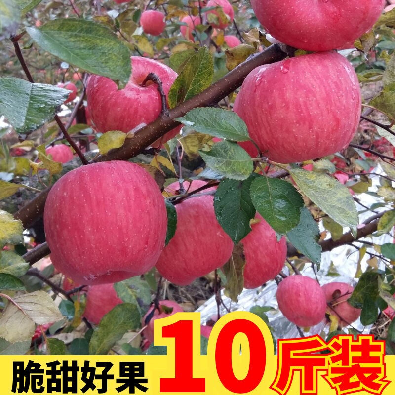 【10斤21.8】紅富士蘋果水果新鮮當(dāng)季蘋脆甜爆汁時令生鮮蘋果 3斤裝 實惠裝【鮮甜更實惠】