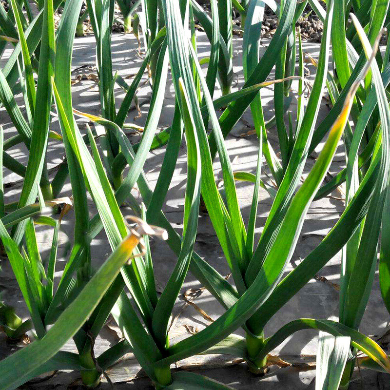 新鲜蒜苗农家自种时令蔬菜嫩蒜苗青蒜本地大蒜苗 4斤 新鲜绿皮蒜