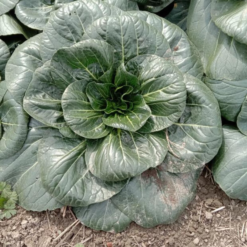 新鲜黑塌菜农家黑塔菜露天霜冻乌塌菜趴趴菜 9斤【图片 价格 品牌