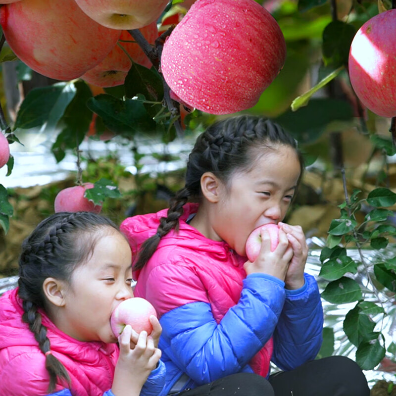 烟台红富士苹果 4个 一级铂金果 单果160-190g 新生鲜水果 健康轻食