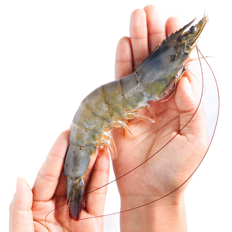 京觅海外直采泰国白虾女王虾巨型限量款18kg3240只盒礼盒装核酸已检测