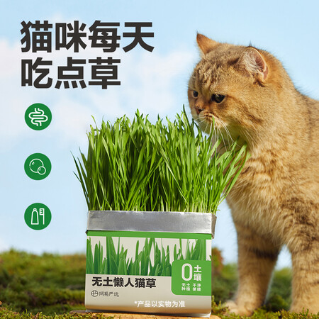 比较点评网易严选无土懒人猫草各方面如何呢？一定看看如何！