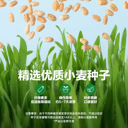 大家分析网易严选无土懒人猫草质量让人放心吗？用了三周经验分享！