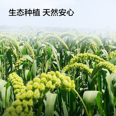 入手爆料京东京造2.5kg米砖可以入手的吧？入手一周真相分享！