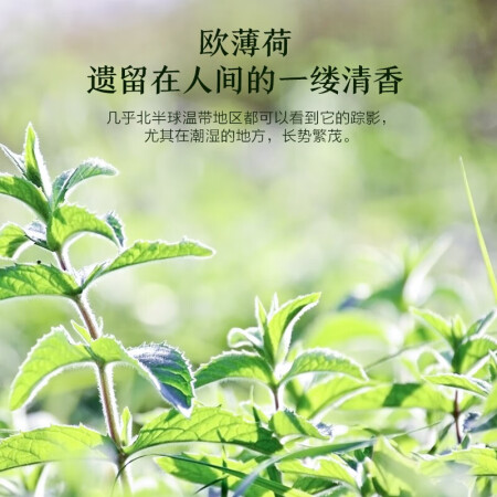 阿芙AFU薄荷精油10ml  洁净肌肤 舒缓身心 面部精华油口碑评分如何_http://www.meifudie.com_好物_第3张