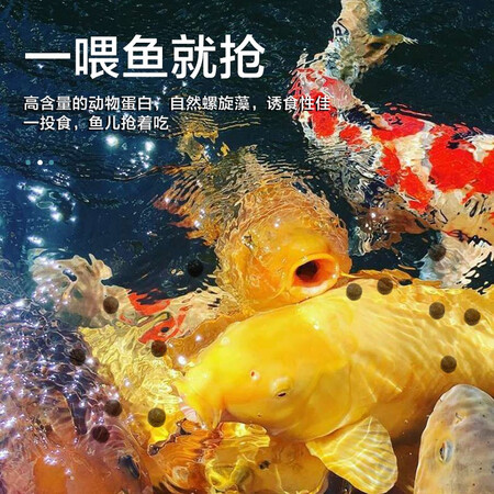 用过解密统一（Presidet）鱼粮锦鲤饲料鱼食增体金鱼观赏鱼饲料锦口碑如何？入手三个月经验分享！
