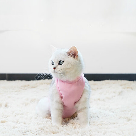 深度体验点评小猫喵喵 绝育服猫咪手术服母猫绝育服衣服断奶驱虫防舔究竟真相如何？口碑反馈如何评测！