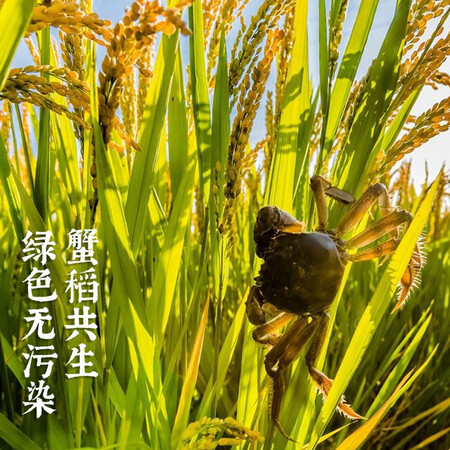 入手点评一下袁隆平(耐盐碱助农特别款)5kg质量怎么样？质量反馈评测实际情况！