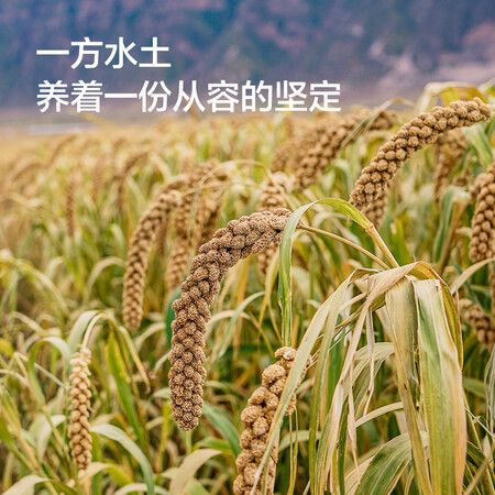 到手剖析京东京造2.5kg米砖质量曝光？图文剖析真相！