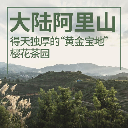 达人点评修哲（SHOWZE）冻顶乌龙无农残台湾高山茶叶赛过大红袍真相评测如何？最诚实的点评评价！