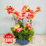 欧悟蝴蝶兰花苗带花剑带花苞盆栽兰花大苗客厅室内植物花卉四季好养 6.公主【带花剑】 带育苗盆