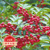 欧悟 花椒树苗 麻椒花椒苗藤椒庭院阳台盆栽地栽果树苗南北方种植苗木 汉源花椒 两年嫁接苗