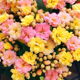 手耕田长寿花盆栽重瓣金狐狸大花带花苞花苗四季室内开花好养的花卉植物 【苗原土带花苞】变色龙 不含盆