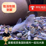 云峰海瑞清洁鱼活体热带鱼观赏鱼水族宠物工具鱼垃圾鱼老鼠鱼鱼缸除藻 婚纱白老鼠3条