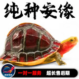 黄缘龟幼苗幼龟小乌龟活物宠物安龟缘活体金钱箱龟陆地乌龟 预定2024年黄缘苗定金(联系客服)