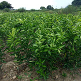 丑八怪橘子苗四川丑橘苗不知火柑橘果树苗丑柑树苗桔子苗南方盆栽 丑橘3年苗【明年结果】 40cm(含)-50cm(不含)