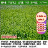 梦族园林进口草坪种子四季青草籽矮生免修剪庭院别墅绿化护坡耐寒草皮草子 地毯草1斤【高档绿化】