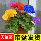 垣栀梓乐果重瓣天竺葵盆栽花苗大花四季开花不断洋绣球苗室内阳台好养 32天竺葵新品五彩霞光