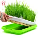 花友秀 榨汁小麦种子榨汁大麦种子农家带壳大麦小麦脱壳做麦芽糖 发芽高大麦草榨汁大麦苗炒大麦茶青汁子 榨汁小麦种子250克