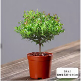 绿有意小叶赤楠老桩盆景苗植物花卉微景观水培办公室内好养四季常青盆栽 小叶赤楠【原生盆+肥