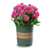 行湘长寿花盆栽花卉桌面绿植盆栽 紫色带花苞+塑料加仑盆 源头直发