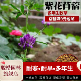 骏楷园林进口牧草种子多年生黑麦草鱼草四季可种耐寒养殖鸡鸭鹅猪牛羊种籽 紫花苜蓿种子1斤