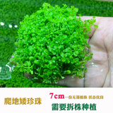 森渊（SENYUAN） 鱼缸前景草水草活体趴地爬地矮珍珠挖耳牛毛毡迷你矮天湖葵 水下叶爬地矮珍珠1份