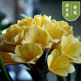 精品君子兰盆栽小苗室内花卉植物好养君子兰花苗绿萝绿植花卉办公室盆栽植物带土发货芗苒 金冠君子兰6-8片叶带土发货 带育苗盆发货