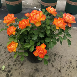 景郁春 JIRYUCUR玫瑰花苗特大花月季花苗绿植阳台盆栽蔷薇花苗火焰源头直发