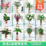 开时果 水培植物办公室内桌面盆栽 水养绿萝水生花植物绿植源头直发包邮 【2盆自选】组合水培植物 （加赠 营养液）