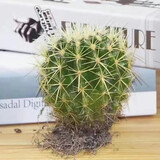 绿丝绦仙人球多肉植物金琥开花室内阳台办公室桌面四季耐旱盆栽 金琥仙人球一个