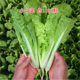唯友蔬菜种子大全四季播种阳台盆栽农家小菜园香菜生菜菠菜小葱易种 四季小白菜 约1100粒