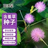 花沃里含羞草种子约200粒 花种子家庭盆栽土花卉种子阳台办公庭院草籽