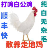 芊姹【当天发货】正宗纯白无杂毛大公鸡活鸡白毛大公鸡药引子专用 4斤重白公鸡1只【打鸣响亮】