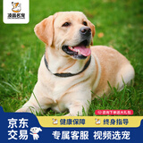 福贝纯享拉布拉多犬幼崽导盲犬纯种宠物狗狗活体【咨询客服1V1视频选宠】 宠物级 黄色 公