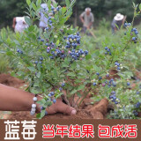 带花包发货蓝莓苗盆栽地栽果树苗蓝梅树苗蓝莓苗四季南北方种植 3年苗(品种留言)