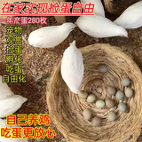 芦丁鸡活体幼鸡下蛋网红宠物鸡活物观赏鸡活一对全色系迷你小宠物 白色3只（1公2母）