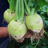 现挖芥菜山西黄菜芥菜疙瘩辣菜疙瘩大头菜鲜芥菜老酸菜下饭菜 大小混装 9斤