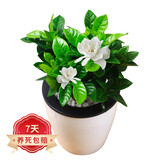 若绿绿萝水培植物室内阳台桌面蓄水盆盆栽水培居家免打理源头直发包邮 栀子花 白色蓄水盆