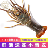 壹家盛生鲜小青龙虾冰鲜冷冻小青龙仔 海鲜大虾大青龙虾送礼海鲜礼盒 【大号小青龙】1只装1.1-1.3斤