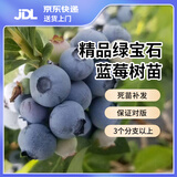双盟蓝莓苗蓝莓树果苗北方南方种植四季果树绿宝石苗阳台盆栽源头直发
