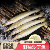 当天海捕沙丁鱼新鲜海鱼速冻沙尖鱼鲜鱼刺少生鲜无冰衣宝宝辅食 1000克