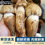相遇红颜现货24小时达云南特产新鲜野生菌见手青红葱青头菌白葱鸡枞牛肝菌 精选大白独鸡枞菌 500g
