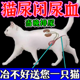 瑞美贝猫咪尿闭利尿尿频尿血猫尿闭猫咪泌尿系统尿路不畅营养 50ml*1瓶 效果好怕不够用