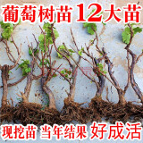 葡萄树苗南方北方种植树水果树苖蓝宝石葡萄苗果树果苗盆栽地栽爬藤当年结果 玫瑰香葡萄苗当年结果