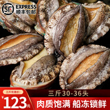 鲜拔头筹 青岛鲜活大鲍鱼海捕 大号鲍鱼鲜活冷冻生鲜贝类火锅烧烤特大鲍鱼 活冻大鲍鱼 净重1500g 共30-36头
