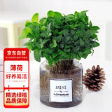 花行榜薄荷盆栽花卉绿植清新可食用薄荷叶植物薄荷+ins玻璃灰瓶源头直发